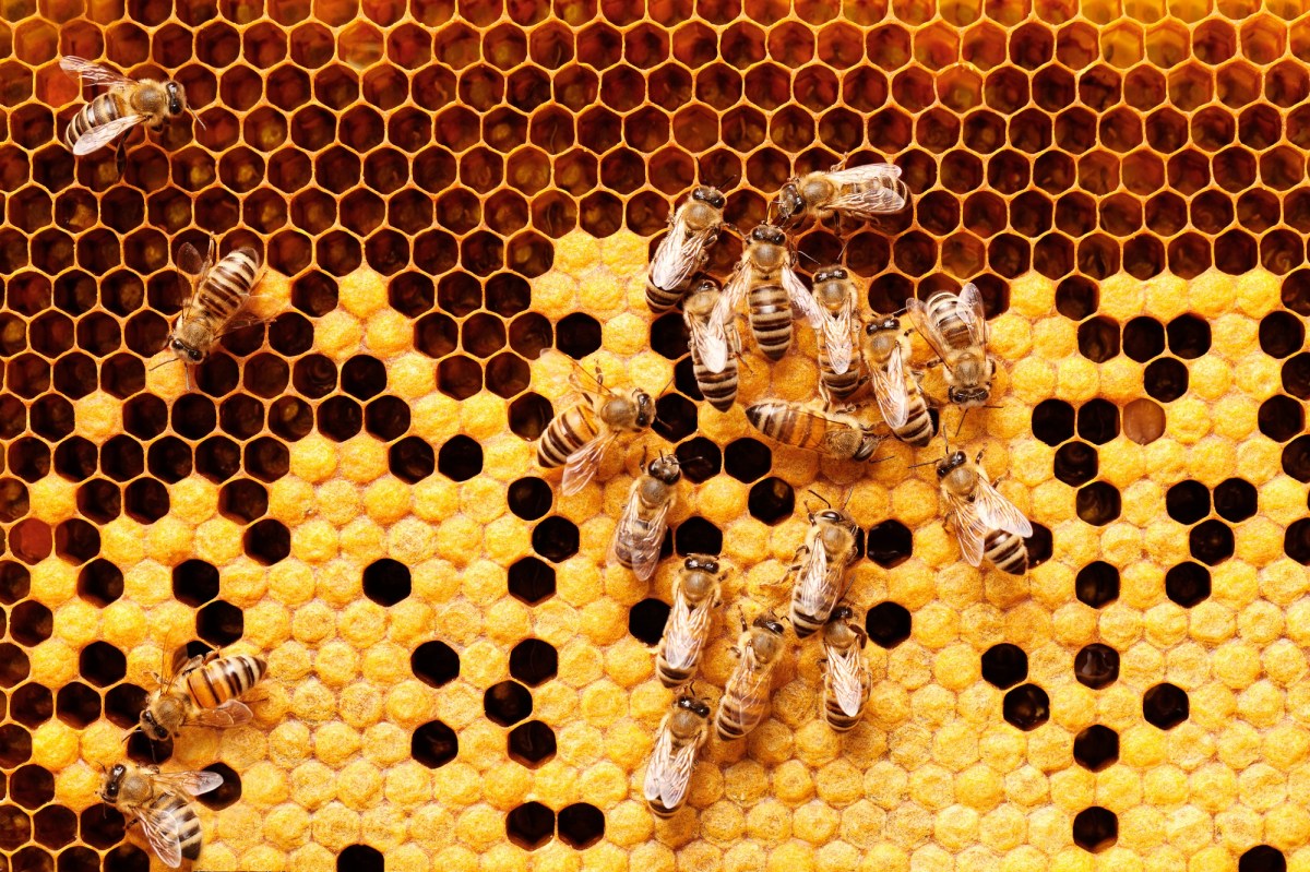Weltbienentag: mehrere Bienen auf Waben, zum Teil geschlossen