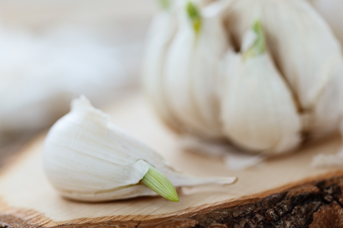 Keimender Knoblauch auf Holzbrett in Nahaufnahme.