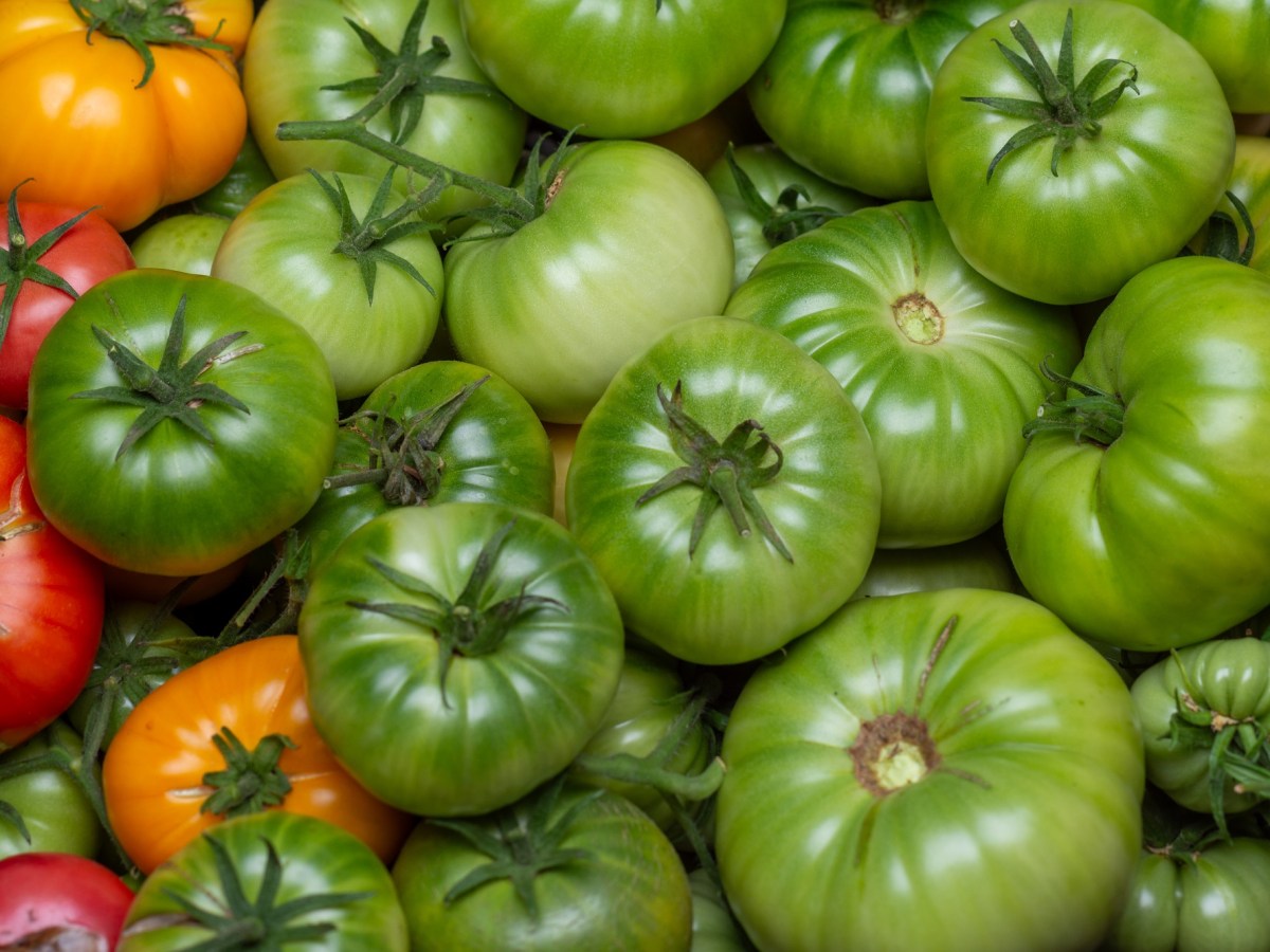 Tomaten nachreifen lassen: Mit diesen Tricks klappt’s!