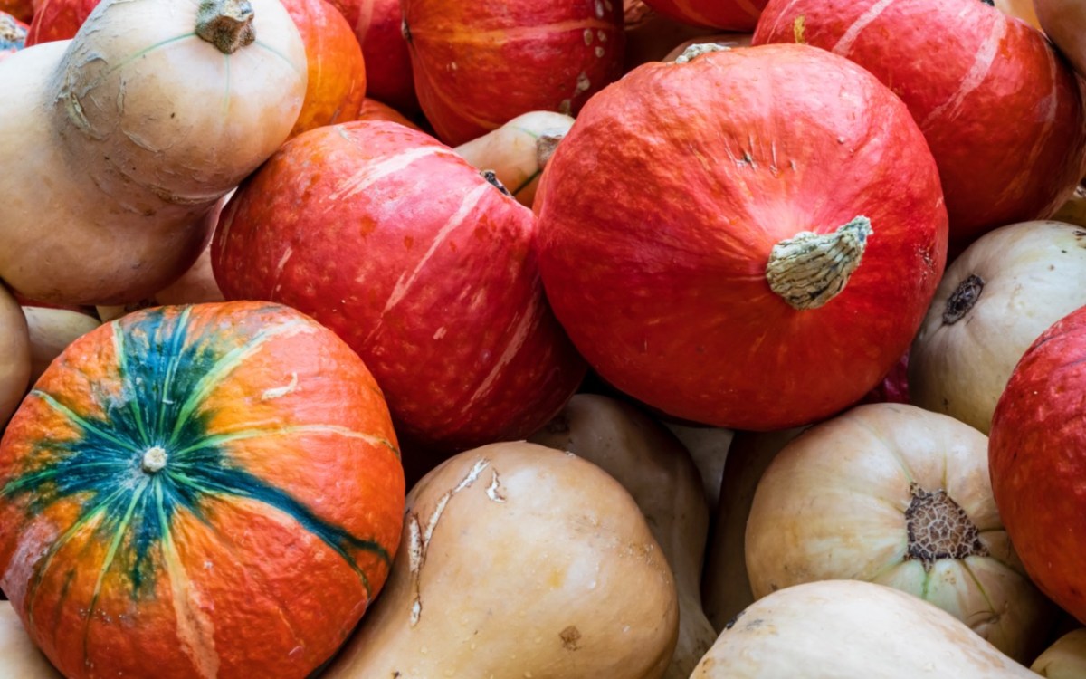 Unterschied Hokkaido und Butternut: mehrere Kürbisse übereinander.