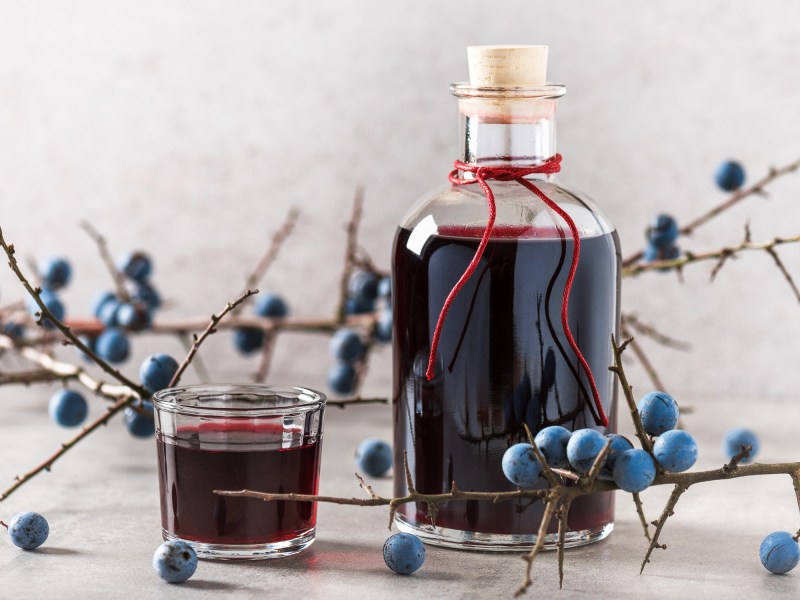 Eine Flasche und ein Glas Schlehen-Gin. Drum herum sind Schlehen-Äste drappiert.